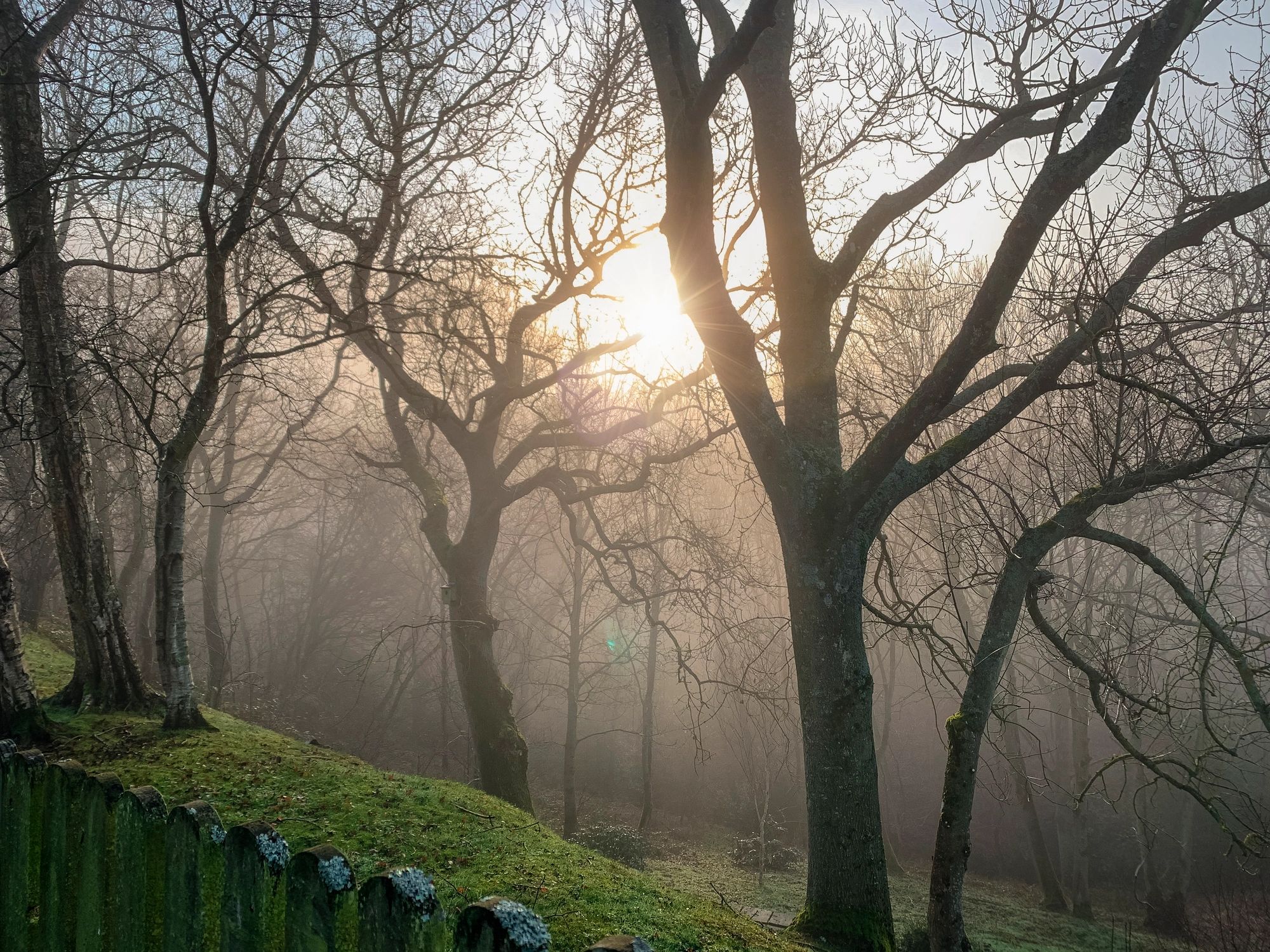Bare trees with winter mist and sunlight filtering through