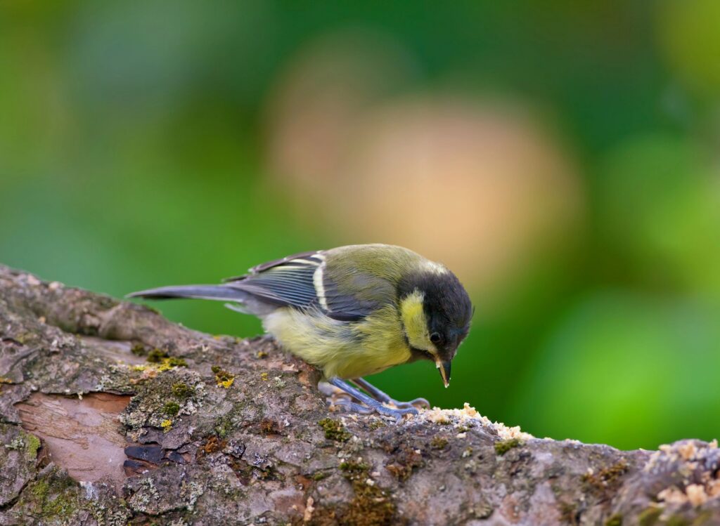Close-up of a small bird perched on a tree branch with a vibrant natural background